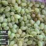 کیسه آنتی باکتریال انگور اسپک صادراتی + عمده